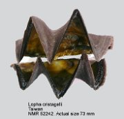 Lopha cristagalli (3)